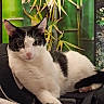 animal, bamboo, black_and_white, cat, chair, close_up, ears, feline, garden, greenery, lounging, lying_down, outdoor, paws, pet, pink_nose, plants, portrait, relaxed, whiskers