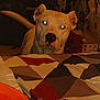 Tyson is registered to the contest to win money with this photo: animal, background, bedspread, black_nose, curious, dim_light, dog, ear, flash, furniture, glowing_eyes, household_items, indoor, indoor_lighting, pet, quilt, room, snout, tail, white_dog