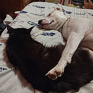Tyson is registered to the contest to win money with this photo: animal, bed, bedding, black_cat, blanket, cat, cozy, cute, dog, friendship, fur, indoor, paw, pet, relaxed, resting, room, seahawks, snuggling, white_dog