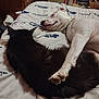 animal, bed, bedding, black_cat, blanket, cat, cozy, cute, dog, friendship, fur, indoor, paw, pet, relaxed, resting, room, seahawks, snuggling, white_dog