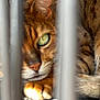 animal, bars, cage, cat, close_up, curious, domestic_cat, feline, fur, green_eye, looking, muzzle, nose, paw, pet, portrait, resting, striped, tabby, whiskers