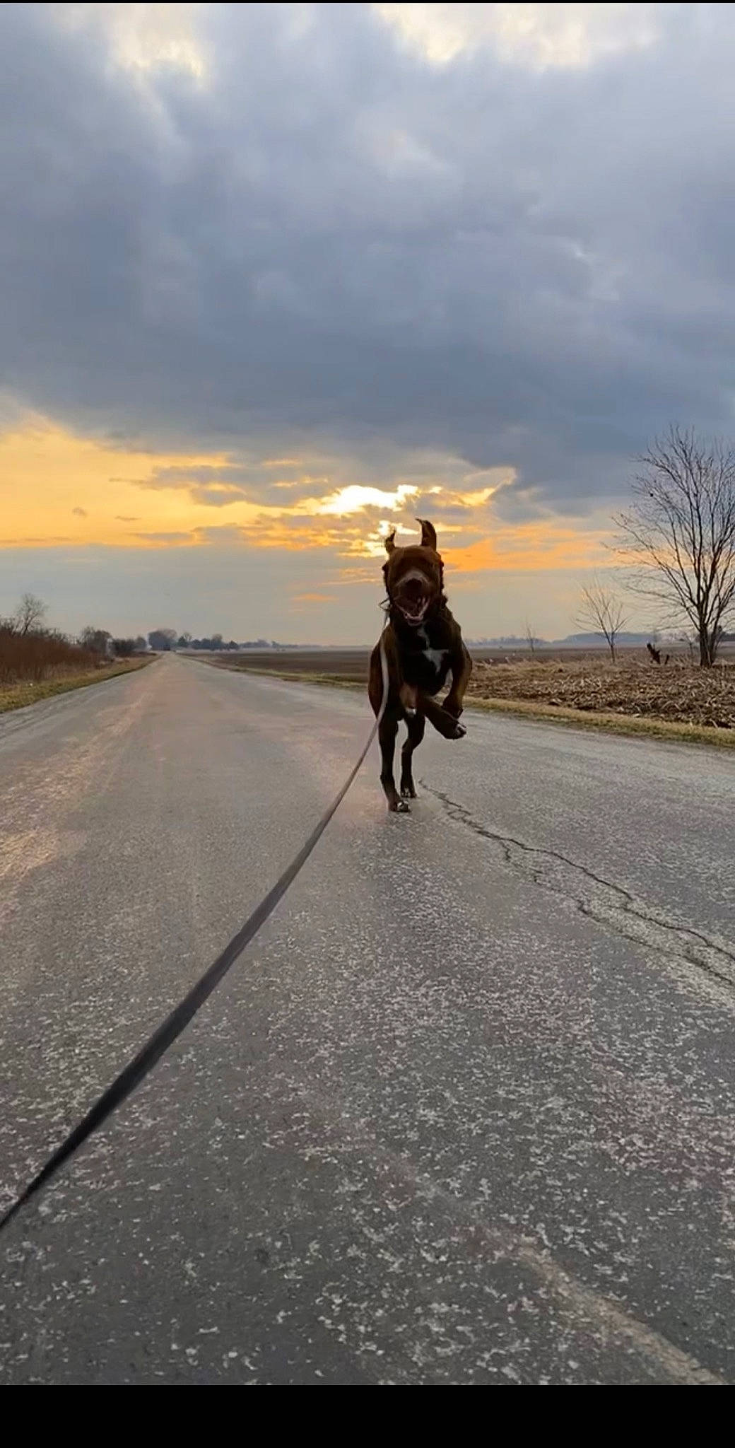 Rico is registered to the contest to win money with this photo: asphalt, bridle, cloud, horizon, horse, horse_supplies, horse_tack, landscape, mammal, recreation, rein, road, road_surface, rolling, sky, sunlight, tire, tree, wheel, working_animal