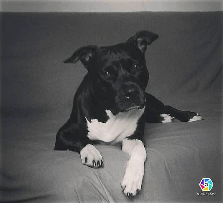 Lina participe au concours pour gagner de l'argent avec cette photo : bored, canidae, carnivore, companion_dog, darkness, dog, dog_breed, eye, flash_photography, monochrome, monochrome_photography, paw, rectangle, sitting, snout, sporting_group, still_life_photography, terrestrial_animal, whiskers, working_animal