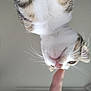 cat, close_up, upside_down, whiskers, finger, curious, pet, indoor, animal, soft_light, white, brown, striped, nose, face, feline, interaction, touch, human, domestic