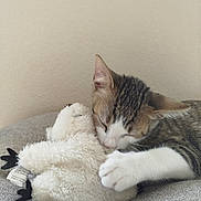 Amiral participe au concours pour gagner de l'argent avec cette photo : cat, tabby, plush_toy, stuffed_animal, snuggling, soft_texture, gray_surface, beige_wall, indoor, pet, animal, cute, feline, close_up, resting, white_paw, cozy, sleepy, toy, companion