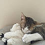 cat, tabby, plush_toy, stuffed_animal, snuggling, soft_texture, gray_surface, beige_wall, indoor, pet, animal, cute, feline, close_up, resting, white_paw, cozy, sleepy, toy, companion