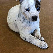 Blue Hamilton joined the competition — help win amazing prizes! animal, blue_eyes, brown_floor, curious, cute, dog, domestic_animal, ears_up, front_legs, fur, indoor, laying_down, muzzle, nose, pet, puppy, small, speckled_fur, whiskers, young_dog