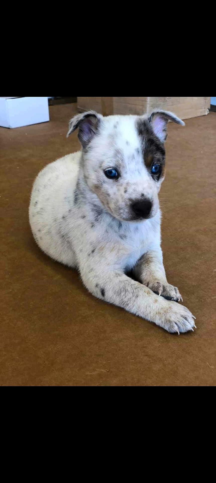 Blue Hamilton joined the competition — help win amazing prizes! animal, blue_eyes, brown_floor, curious, cute, dog, domestic_animal, ears_up, front_legs, fur, indoor, laying_down, muzzle, nose, pet, puppy, small, speckled_fur, whiskers, young_dog