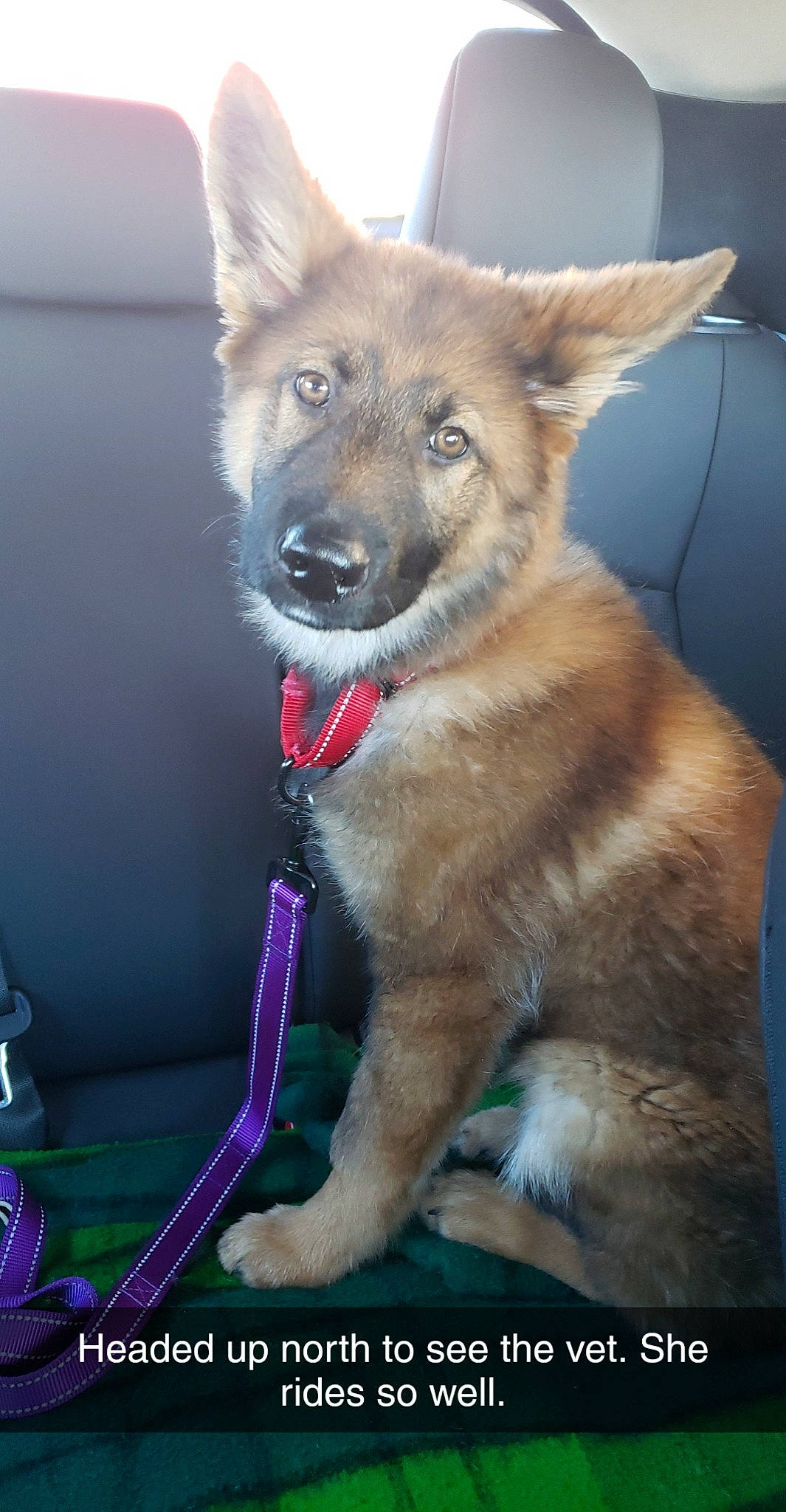 Cinder is registered to the contest to win money with this photo: canidae, canis, carnivore, collar, companion_dog, dog, dog_breed, electric_blue, fang, fawn, fur, magenta, non_sporting_group, snout, sporting_group, terrestrial_animal, whiskers, wildlife, working_animal, working_dog