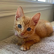 Autumn joined the competition — help win amazing prizes! animal, blue_eyes, carpet, cat, close_up, collar, cute, ears, feline, ginger_cat, home, indoors, kitten, lying_down, natural_light, orange_cat, pet, portrait, whiskers, window