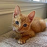 animal, blue_eyes, carpet, cat, close_up, collar, cute, ears, feline, ginger_cat, home, indoors, kitten, lying_down, natural_light, orange_cat, pet, portrait, whiskers, window