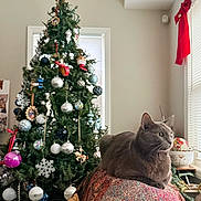 Luna joined the competition — help win amazing prizes! animal, cat, christmas_tree, couch, cozy, daylight, decorations, festive, furniture, gray_cat, holiday, holiday_decor, home, indoor, ornaments, pet, pine_tree, relaxed, star_topper, window