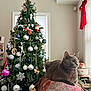 animal, cat, christmas_tree, couch, cozy, daylight, decorations, festive, furniture, gray_cat, holiday, holiday_decor, home, indoor, ornaments, pet, pine_tree, relaxed, star_topper, window