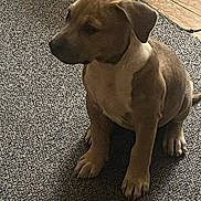 Sbee joined the competition — help win amazing prizes! puppy, dog, sitting, carpet, floor, indoor, pet, canine, young, brown, fur, ears, paws, tail, looking_away, side_view, cute, animal, domestic, young_dog