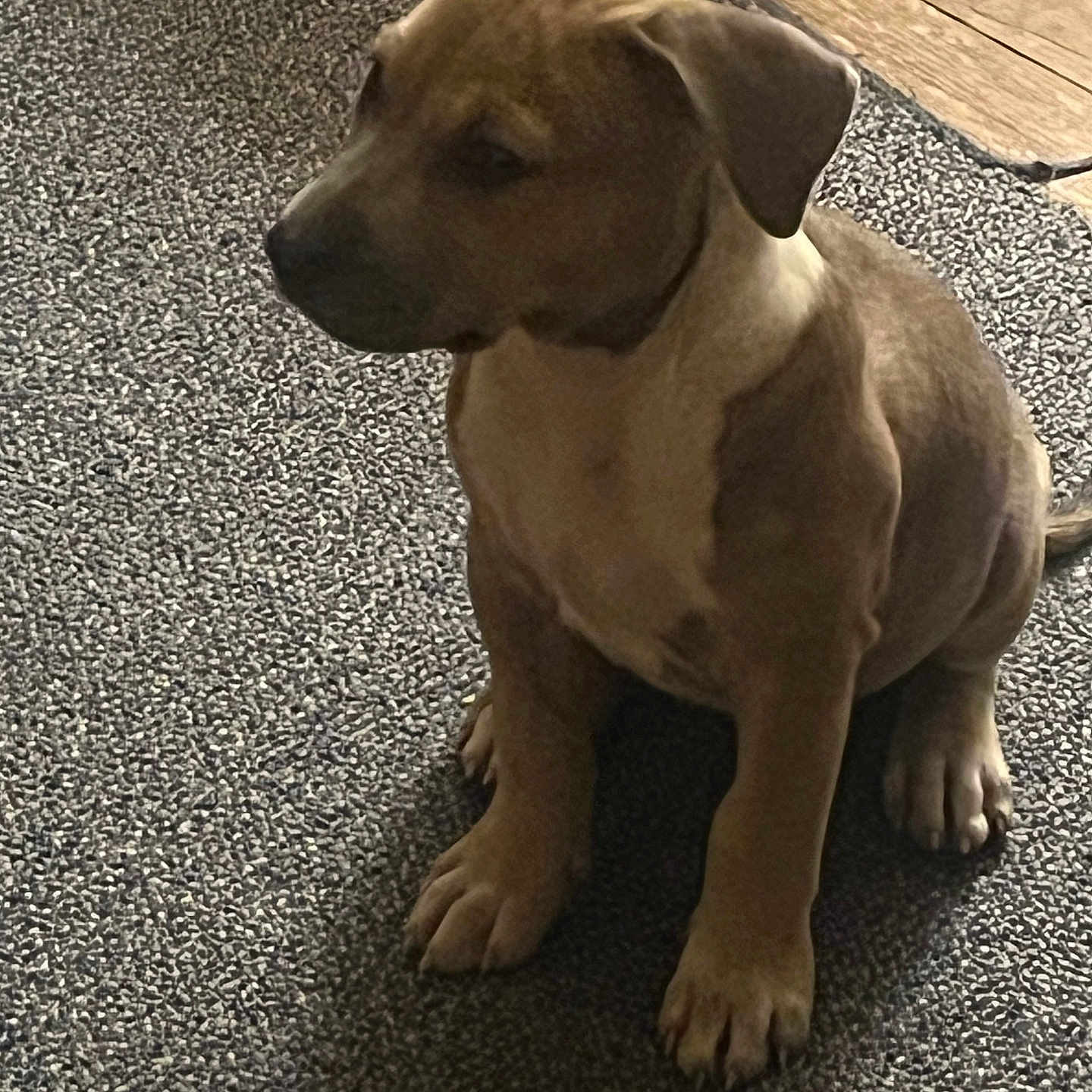 Sbee joined the competition — help win amazing prizes! animal, brown, canine, carpet, cute, dog, domestic, ears, floor, fur, indoor, looking_away, paws, pet, puppy, side_view, sitting, tail, young, young_dog