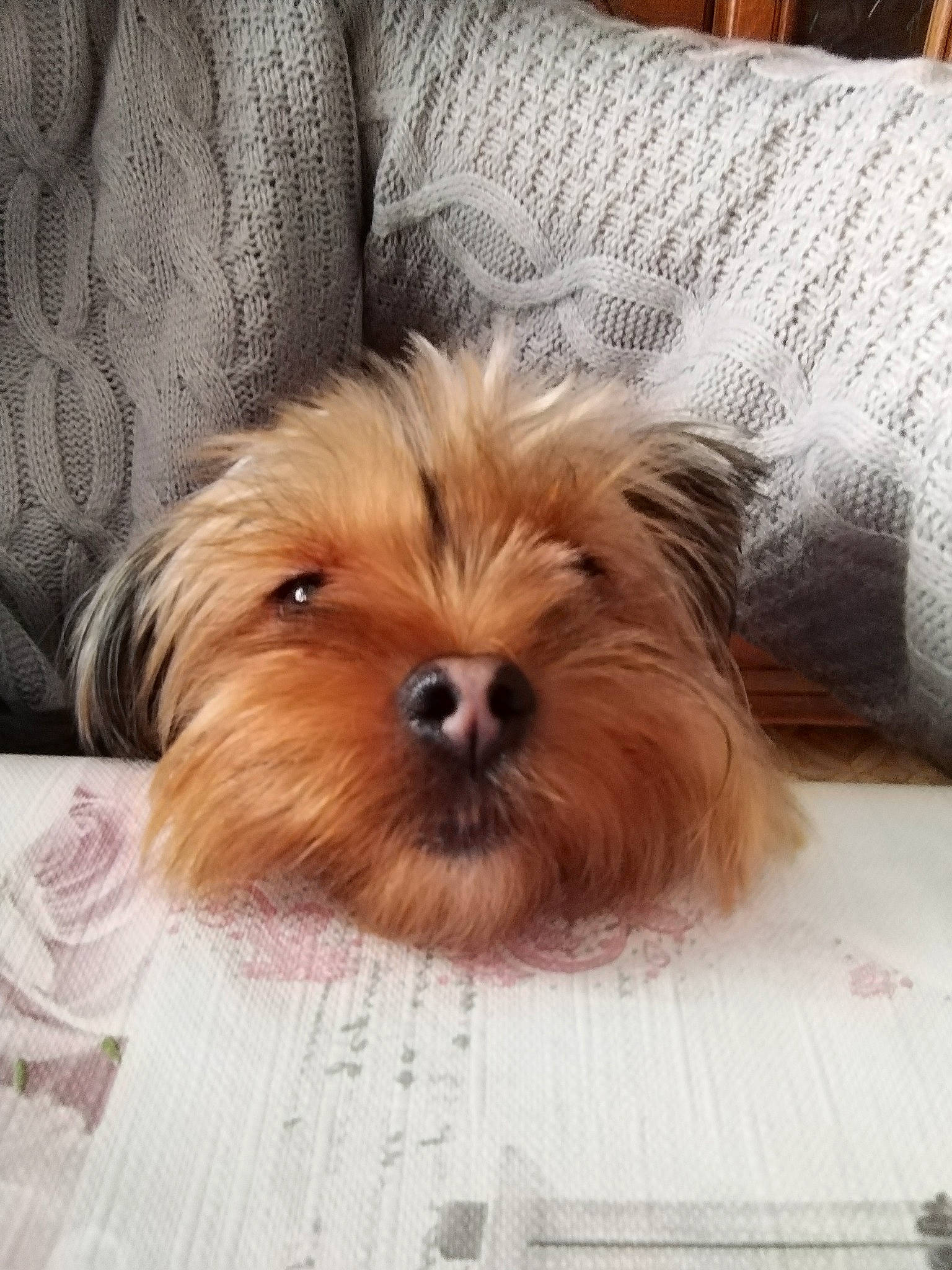 Talya participe au concours pour gagner de l'argent avec cette photo : blond, canidae, carnivore, comfort, companion_dog, dog, dog_breed, fawn, fur, hardwood, liver, maltepoo, small_terrier, snout, sporting_group, terrestrial_animal, terrier, toy_dog, wood, working_animal