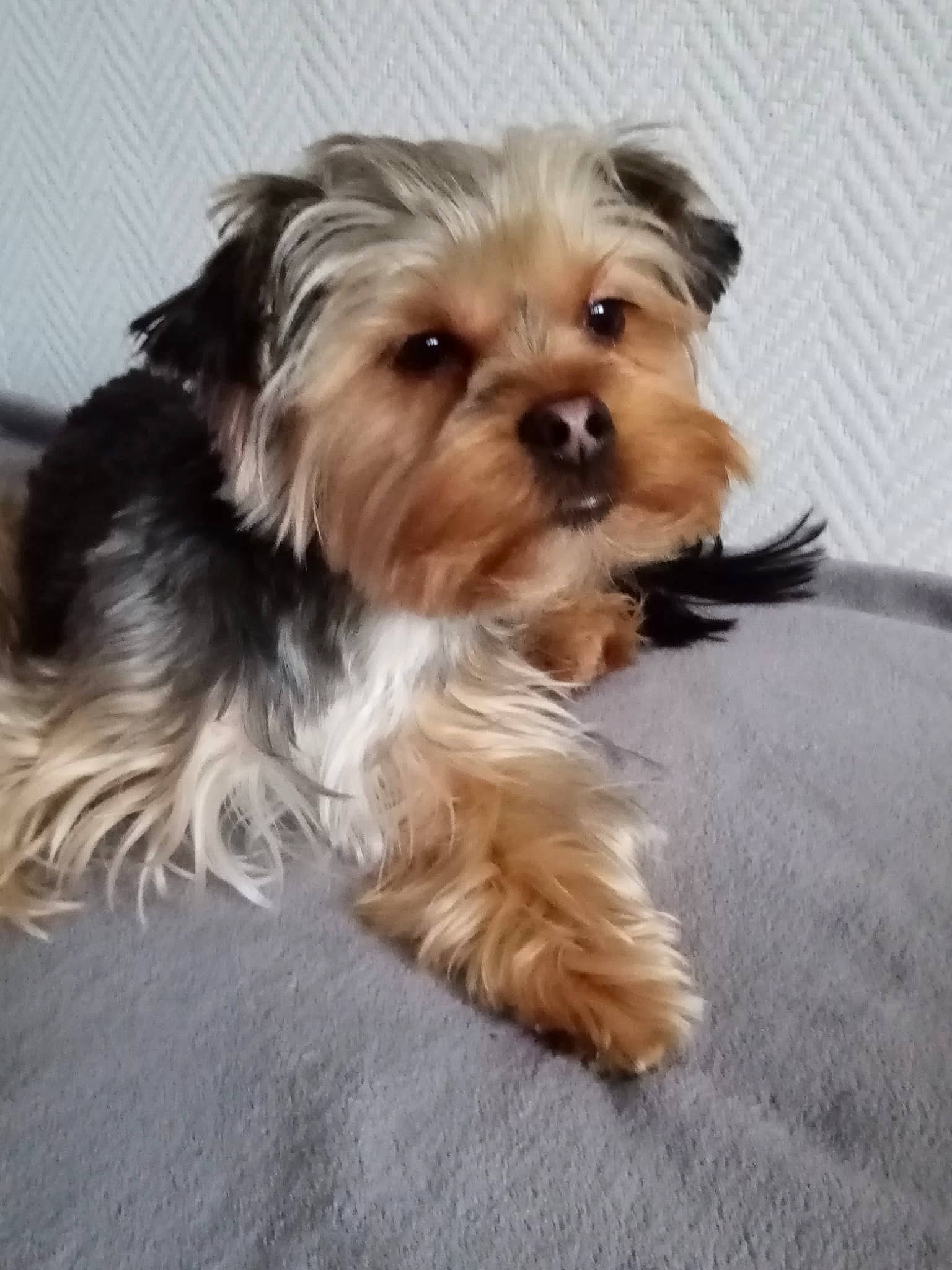 Talya a rejoint le concours — aidez-le/la à gagner de superbes lots ! biewer_terrier, canidae, carnivore, companion_dog, dog, dog_breed, dog_supply, firefighter, fur, liver, maltepoo, shih_poo, small_terrier, snout, sporting_group, terrier, toy_dog, water_dog, working_animal, yorkipoo