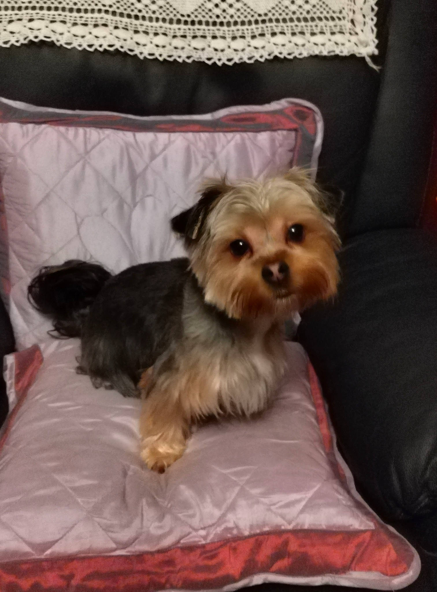 Talya participe au concours pour gagner de l'argent avec cette photo : biewer_terrier, canidae, carnivore, comfort, companion_dog, dog, dog_breed, dog_supply, fawn, fur, liver, maltepoo, pet_supply, small_terrier, sporting_group, terrier, toy_dog, working_animal, yorkipoo, yorkshire_terrier