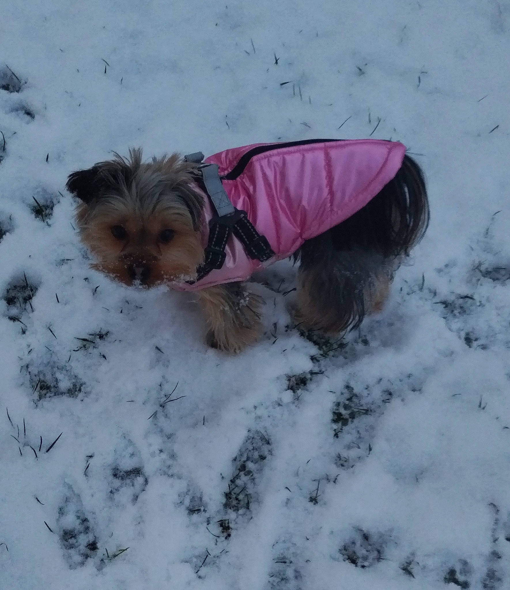 Talya participe au concours pour gagner de l'argent avec cette photo : canidae, carnivore, companion_dog, dog, dog_breed, dog_clothes, dog_supply, fawn, freezing, fur, liver, pet_supply, small_terrier, snout, snow, sporting_group, terrier, toy_dog, winter, working_animal