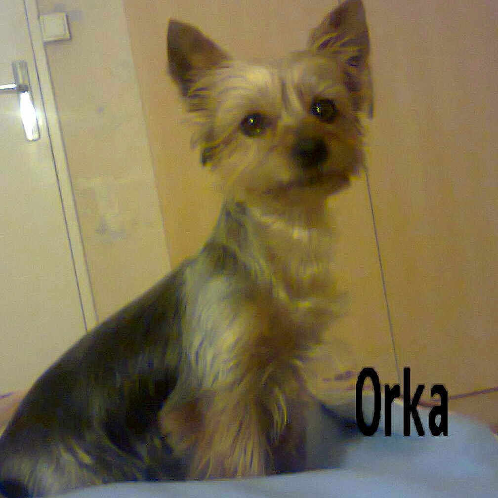 Orka