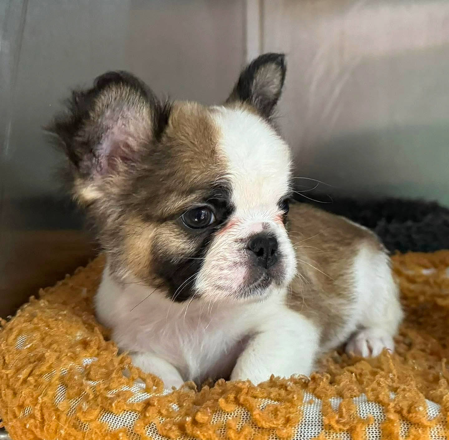 Jack joined the competition — help win amazing prizes! bored, canidae, carnivore, comfort, companion_dog, dog, dog_breed, ear, eye, fawn, fur, head, non_sporting_group, puppy, snout, sporting_group, terrestrial_animal, toy_dog, whiskers, working_animal