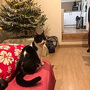 Mimoune participe au concours pour gagner de l'argent avec cette photo : cat, black_and_white, christmas_tree, ornaments, tinsel, couch, red_couch_cover, floral_pattern, vacuum_cleaner, broom, living_room, wood_floor, holiday_decor, pet, indoor, furniture, curious, sitting, decorations, cozy