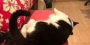 Mimoune participe au concours pour gagner de l'argent avec cette photo : animal, black_and_white, cat, christmas_tree, couch, cozy, curled_up, domestic, floral_pillow, furniture, home_interior, indoor, pet, pillow, red_couch, relaxing, resting, tail, vacuum_cleaner, wooden_floor
