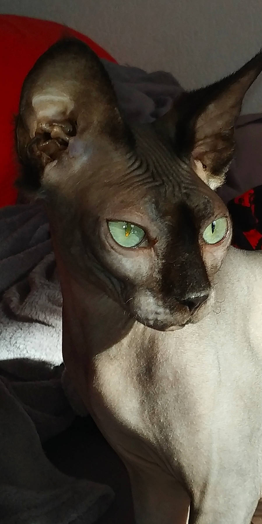 Pepito participe au concours pour gagner de l'argent avec cette photo : asian, carnivore, cat, cornish_rex, donskoy, eye, felidae, mammal, oriental_longhair, oriental_shorthair, peterbald, rex_cat, small_to_medium_sized_cats, snout, sphynx, ukrainian_levkoy, vertebrate, whiskers