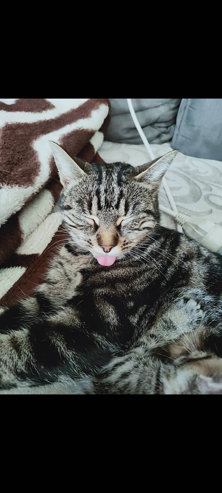 Purple participe au concours pour gagner de l'argent avec cette photo : art, carnivore, cat, claw, domestic_short_haired_cat, felidae, fur, grey, monochrome_photography, pattern, paw, small_to_medium_sized_cats, snout, terrestrial_animal, tree, whiskers, wildlife, window