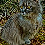 Abby is registered to the contest to win money with this photo: cat, gray_fur, yellow_eyes, fluffy, outdoor, moss, twigs, nature, animal, pet, wildlife, portrait, feline, sitting, closeup, whiskers, ears, fur, eyes, mammal