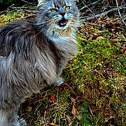 Abby joined the competition — help win amazing prizes! cat, fluffy, gray, yellow_eyes, outdoor, moss, leaves, twigs, nature, animal, pet, fur, whiskers, meowing, grass, wildlife, closeup, ground, forest_floor, alert