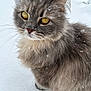 Abby joined the competition — help win amazing prizes! cat, gray_cat, fluffy, snow, winter, outdoor, animal, pet, whiskers, yellow_eyes, fur, closeup, cute, nature, cold, snowflakes, mammal, portrait, soft, adorable