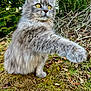 cat, gray_cat, fluffy, yellow_eyes, paw, outdoor, nature, moss, twigs, grass, animal, pet, wildlife, feline, alert, closeup, mammal, fur, whiskers, action