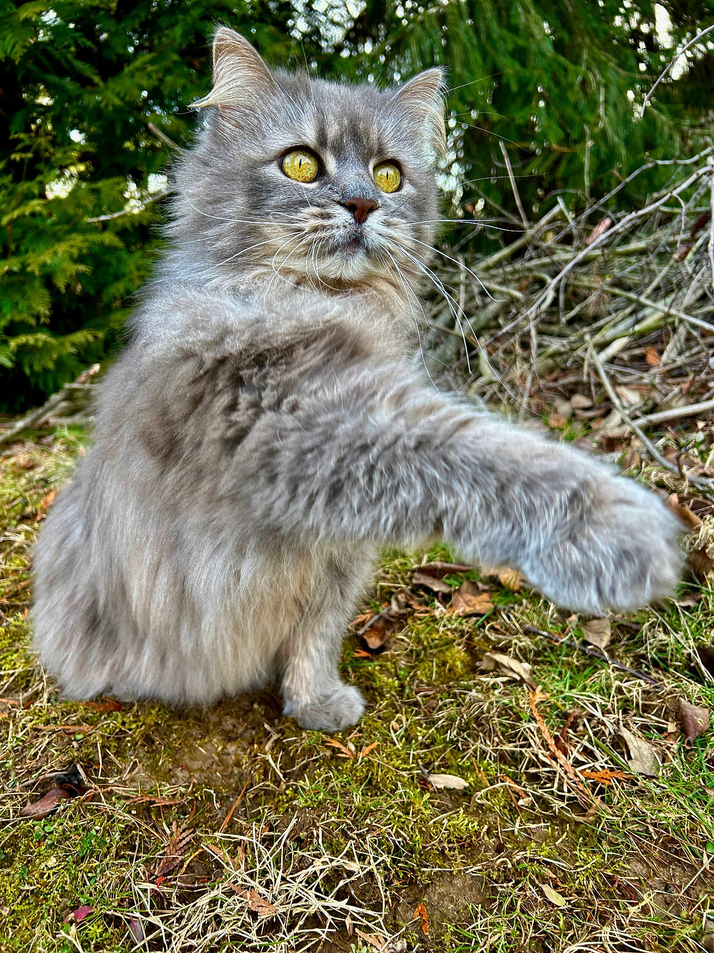 Abby joined the competition — help win amazing prizes! cat, gray_cat, fluffy, yellow_eyes, paw, outdoor, nature, moss, twigs, grass, animal, pet, wildlife, feline, alert, closeup, mammal, fur, whiskers, action