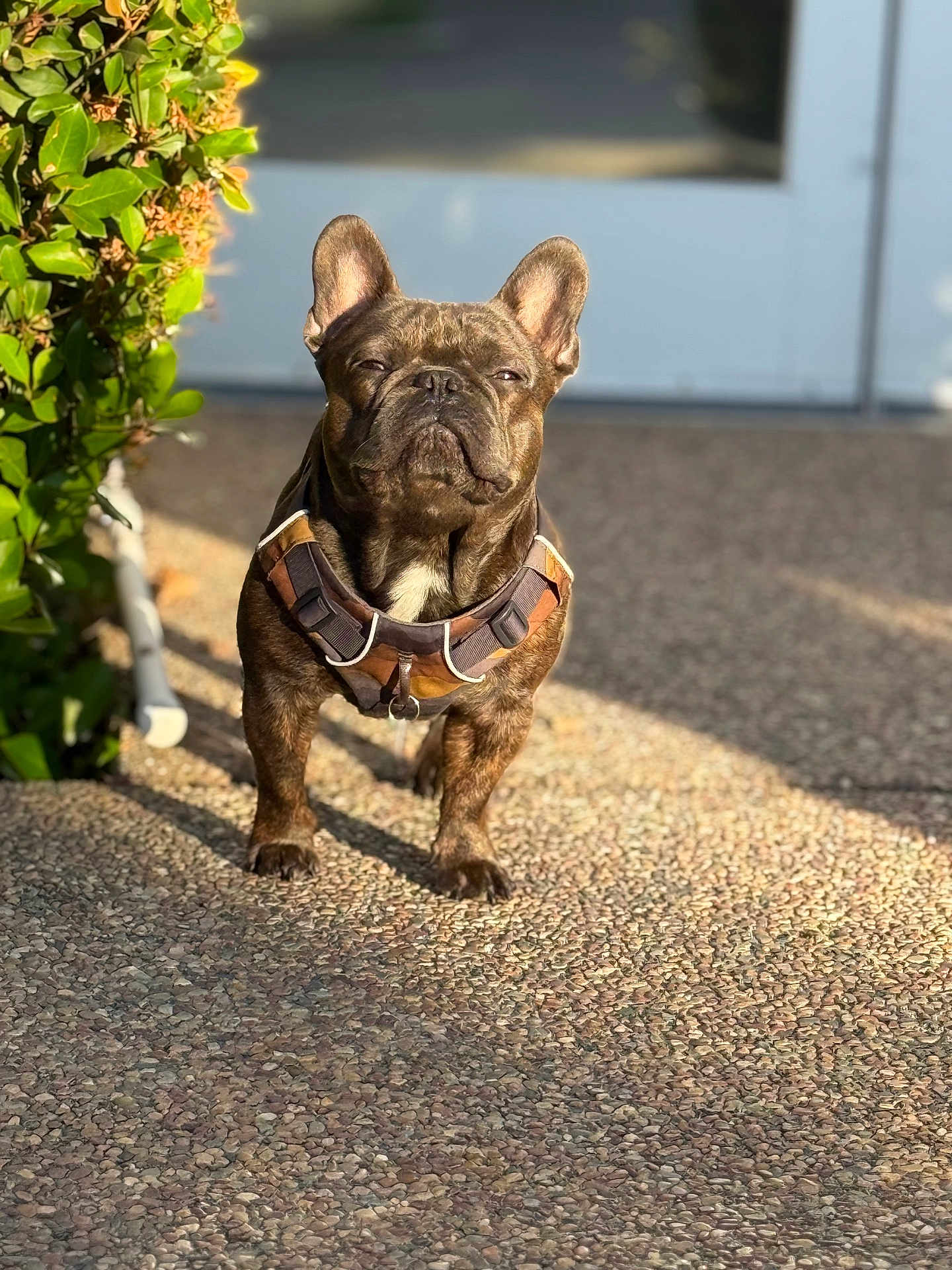 Gouda Welch joined the competition — help win amazing prizes! dog, french_bulldog, pet, animal, outdoor, sunlight, harness, pebble_path, greenery, bush, canine, standing, daylight, portrait, brown, short_hair, small_dog, close_up, shadow, nature