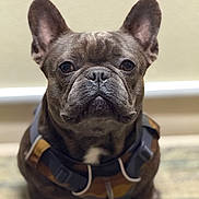 Gouda Welch joined the competition — help win amazing prizes! dog, french_bulldog, pet, animal, indoor, close_up, portrait, harness, brown, wrinkled_face, ears, sitting, cute, canine, looking_at_camera, domestic_animal, companion, fur, muzzle, expression