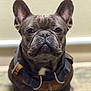 dog, french_bulldog, pet, animal, indoor, close_up, portrait, harness, brown, wrinkled_face, ears, sitting, cute, canine, looking_at_camera, domestic_animal, companion, fur, muzzle, expression