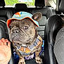 Gouda Welch is registered to the contest to win money with this photo: dog, french_bulldog, hat, car_interior, leather_seat, back_seat, harness, pet, animal, brindle, closeup, side_view, paw, ears, cute, companion, travel, human_hand, looking_away, indoor