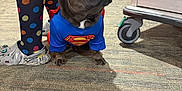 Gouda Welch joined the competition — help win amazing prizes! dog, french_bulldog, costume, superman, carpet, hallway, person, socks, polka_dot, crocs, floor, indoor, pet, animal, footwear, wheel, cabinet, cute, small_dog, looking_away