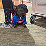 dog, french_bulldog, costume, superman, carpet, hallway, person, socks, polka_dot, crocs, floor, indoor, pet, animal, footwear, wheel, cabinet, cute, small_dog, looking_away