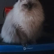 Panda joined the competition — help win amazing prizes! cat, fluffy, indoor, pet, animal, furry, sitting, blue_object, dim_light, wooden_floor, calm, quiet, shadow, feline, cute, domestic, fur, mammal, relaxed, cozy