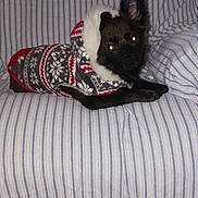 Ozzie is registered to the contest to win money with this photo: dog, pet, sweater, clothing, winter, cozy, couch, striped, indoor, animal, fur, black_dog, lying_down, flash, eyes_glowing, comfort, relaxed, patterned, home, portrait