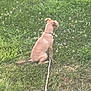 animal, back_view, canine, collar, daytime, dog, field, flora, fur, grass, greenery, leash, nature, outdoor, peaceful, pet, quiet, sitting, small_dog, summer