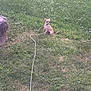 Lilo is registered to the contest to win money with this photo: animal, calm, canine, cute, daylight, dog, field, grass, greenery, leash, nature, outdoor, peaceful, pet, resting, rock, sitting, small_dog, summer, young_dog