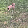 Lilo joined the competition — help win amazing prizes! alert, animal, canine, collar, cute, daytime, dog, field, grass, green, leash, nature, outdoor, pet, playful, puppy, small_dog, summer, walking, young_dog