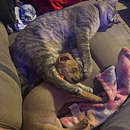 Lilo joined the competition — help win amazing prizes! animal, blanket, cat, companion, couch, cozy, cute, dog, domestic, friendship, furry, gray_cat, indoor, nap, pet, relaxation, resting, sleeping, soft, tan_dog