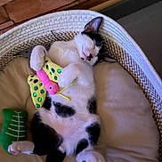 Billy a rejoint le concours — aidez-le/la à gagner de superbes lots ! animal, basket, black_and_white, blanket, butterfly_toy, cats, cozy, cuddling, cute, feline, home_decor, indoor, kitten, kittens, paws, pet_bed, pink_nose, resting, sleeping, stuffed_toy