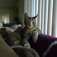Kira joined the competition — help win amazing prizes! animal, cat, couch, cozy, domestic_animal, feline, fur, home, indoor, living_room, paw, pet, portrait, relaxed, resting, soft_light, tabby_cat, vertical_blinds, whiskers, window
