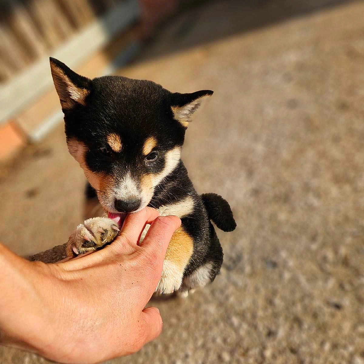 Maylo