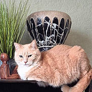 Canelle a rejoint le concours — aidez-le/la à gagner de superbes lots ! animal, cat, decor, fluffy, fur, furniture, green_plant, indoor, orange_cat, patterned_vase, pet, plant, relaxed, resting, shelf, tail, vase, whiskers, wooden_figurine, wooden_shelf